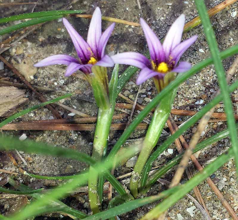 Romulea ramiflora #49442