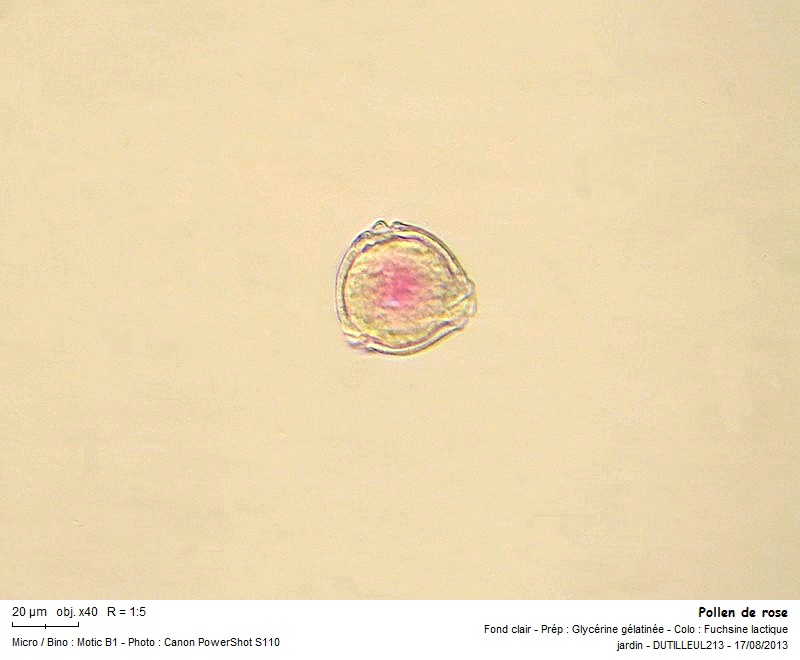 Rosa - Rose #33354