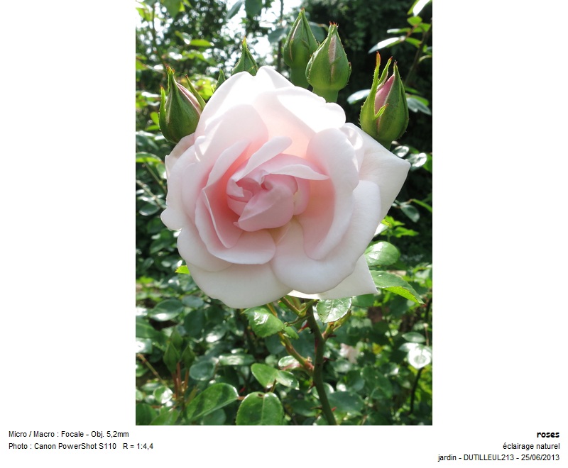 Rosa - Rose #33355
