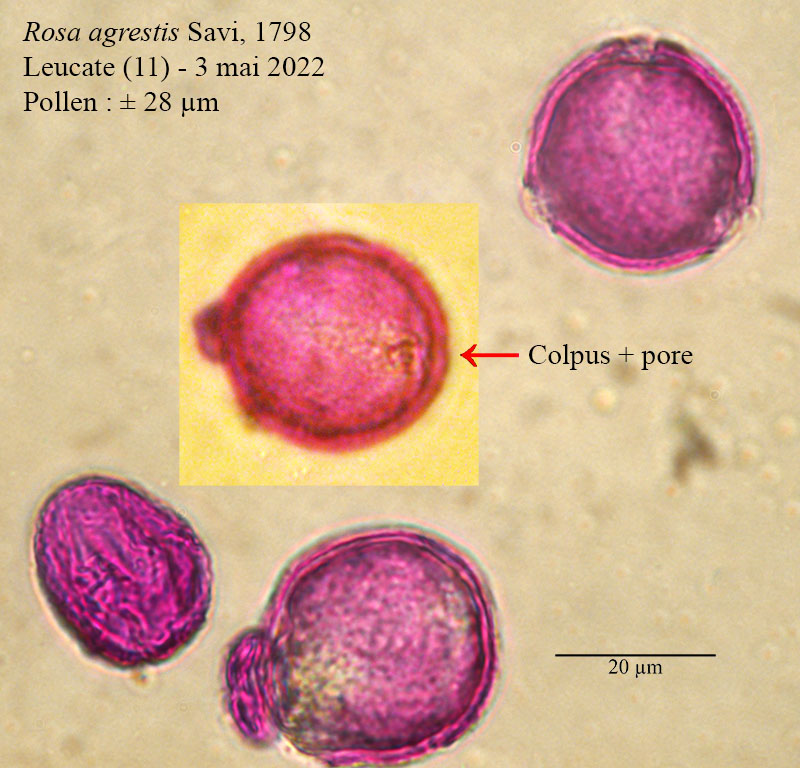 Rosa agrestis #70606