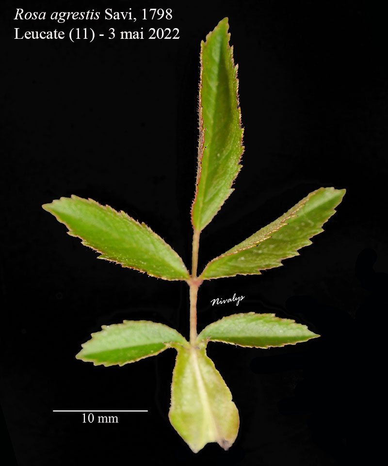 Rosa agrestis #70601