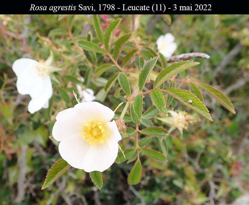 Rosa agrestis #70600