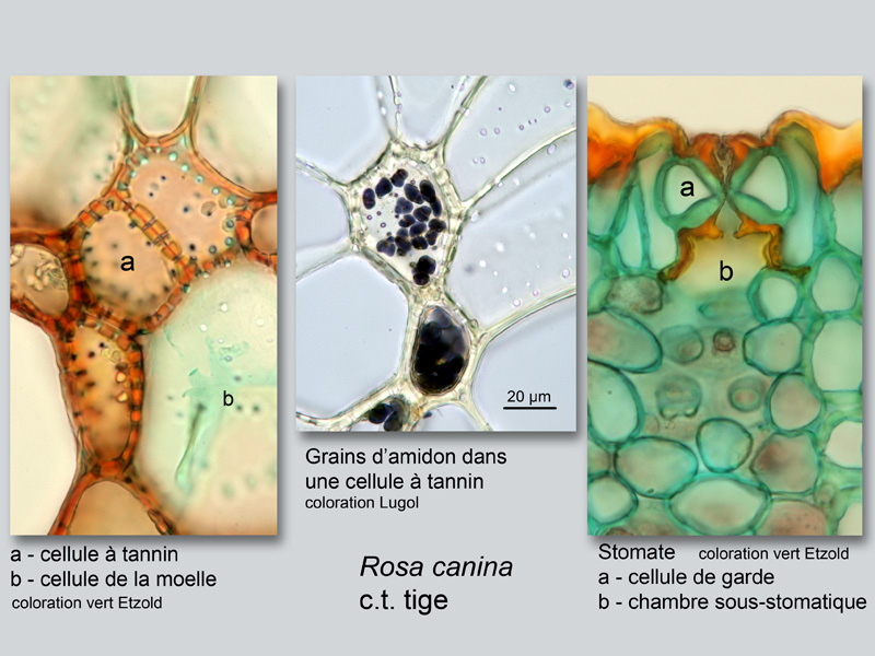 Rosa canina, histologie #19438