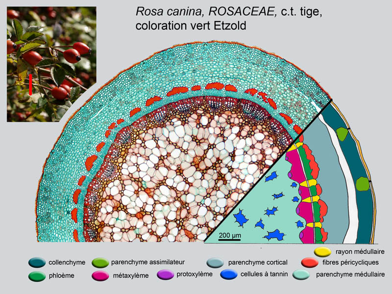 Rosa canina, histologie #19435