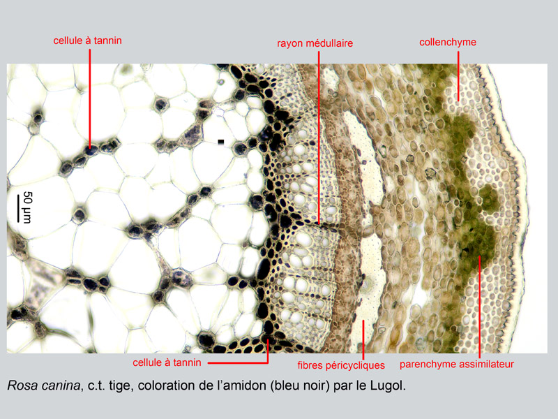 Rosa canina, histologie #19437