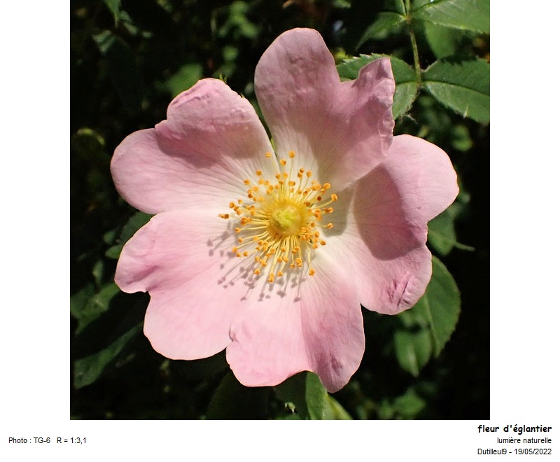 Rosa canina - Eglantier sauvage #70485