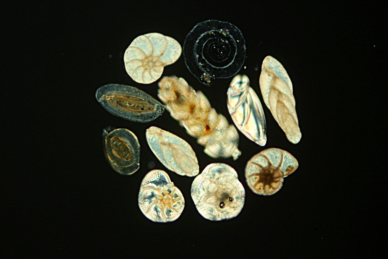 Rosette de Foraminifères #35167
