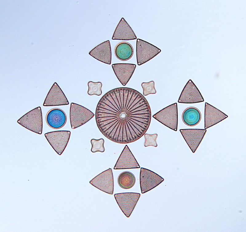 Rosette de diatomees de Albert Elger #35103