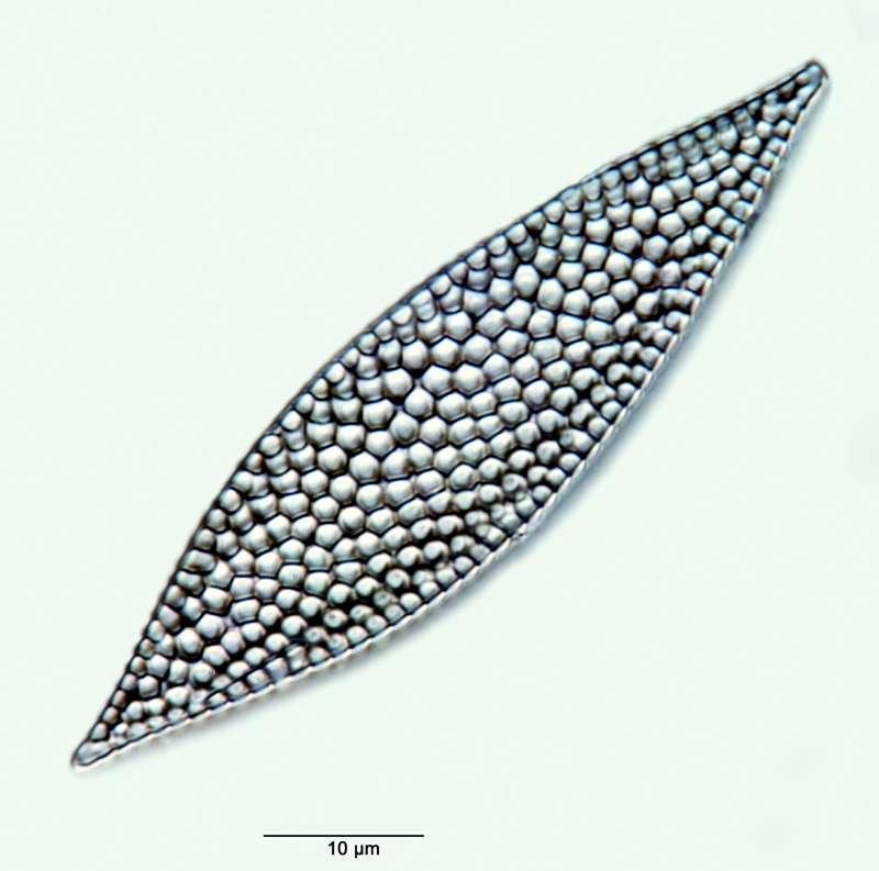 Rosiella paleacea #33476