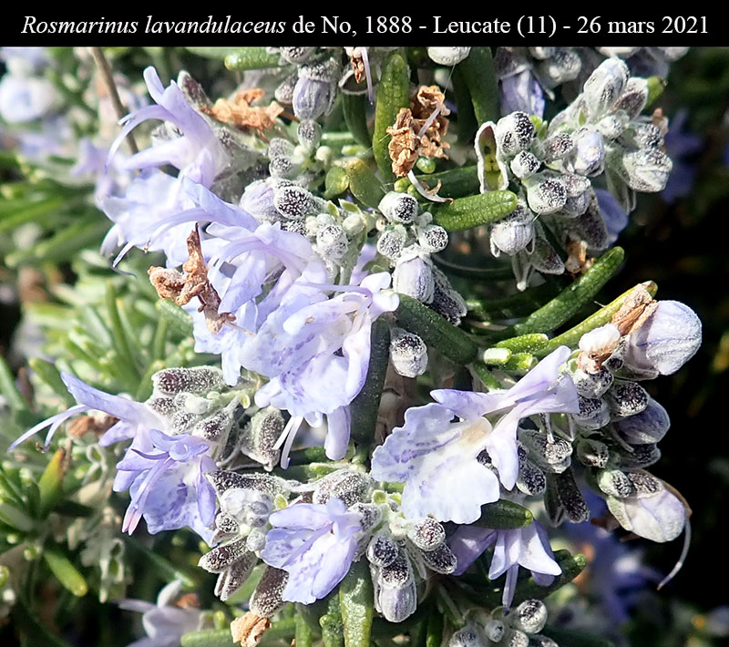 Rosmarinus lavandulaceus #66172
