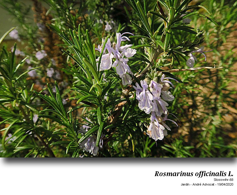 Rosmarinus officinale L. #63106
