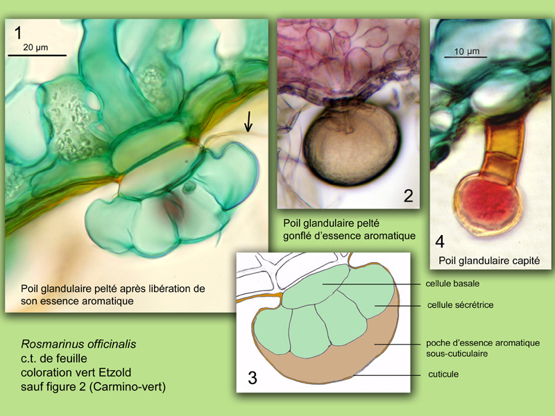 Rosmarinus officinalis, histologie, histology. #22225
