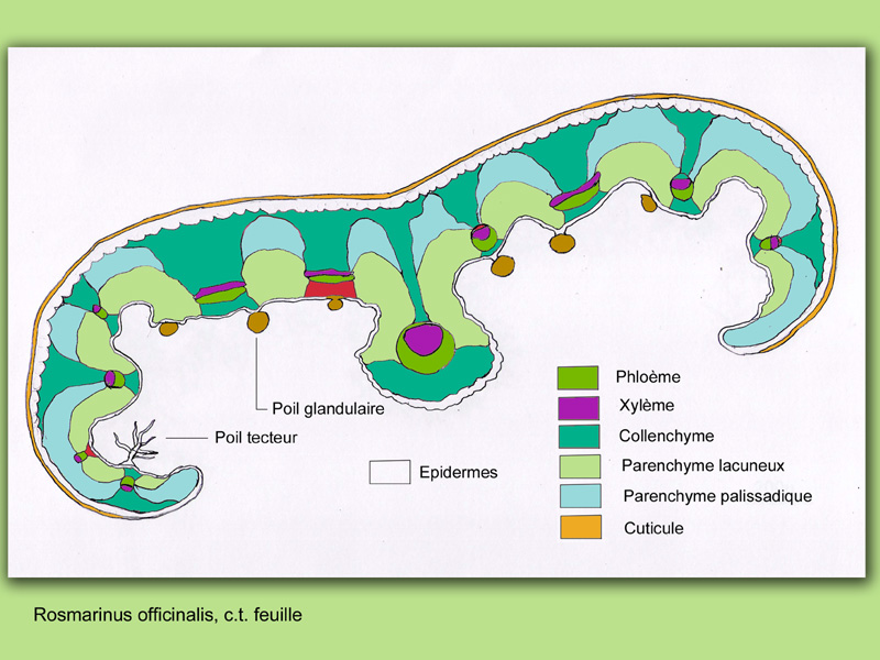 Rosmarinus officinalis, histologie, histology. #22224