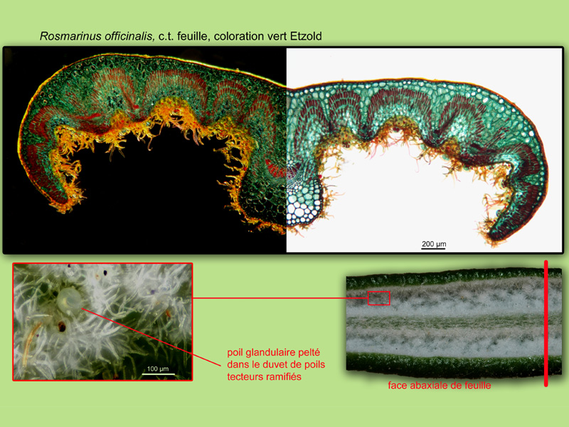 Rosmarinus officinalis, histologie, histology. #22222
