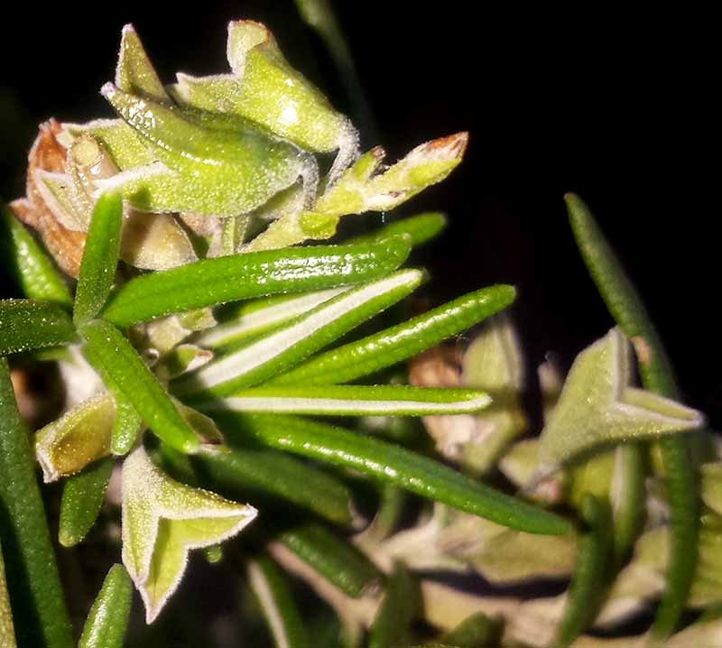 Rosmarinus officinalis #49913