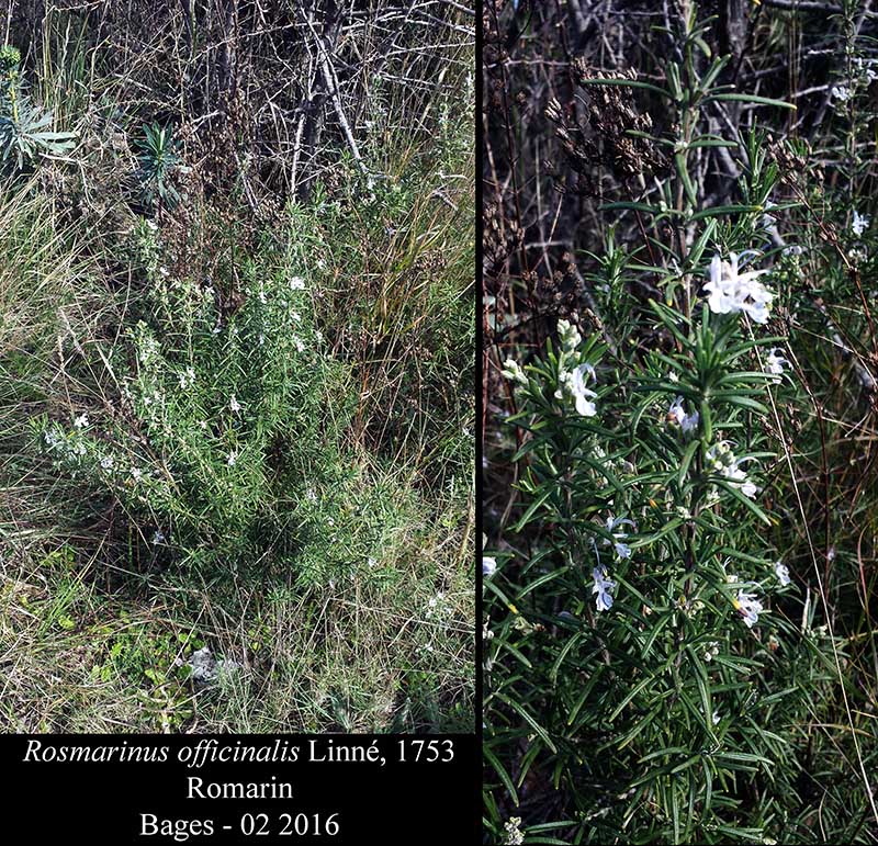 Rosmarinus officinalis #43990