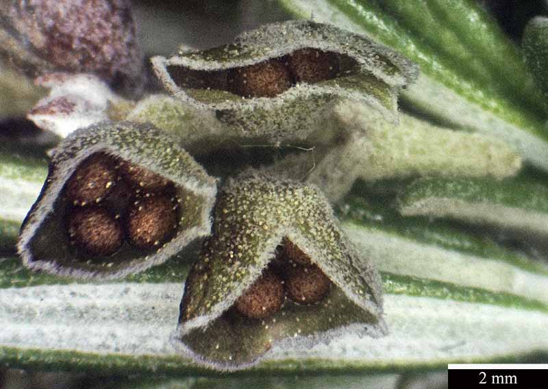 Rosmarinus officinalis #49915