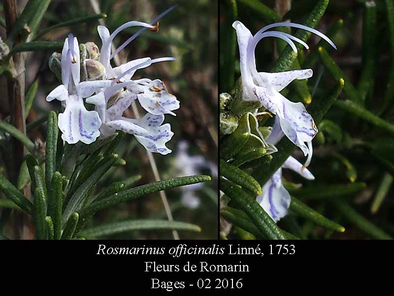 Rosmarinus officinalis #43991