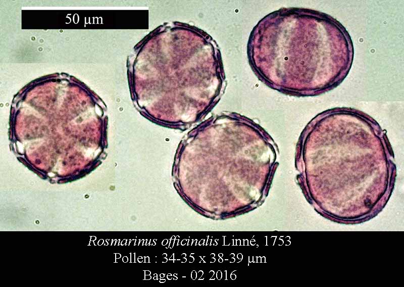 Rosmarinus officinalis #43992