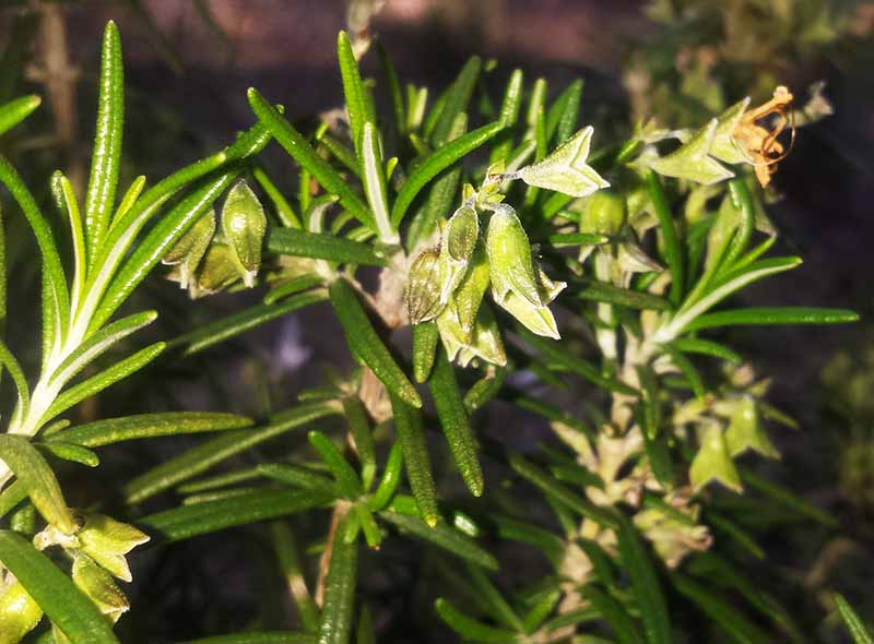 Rosmarinus officinalis #49912