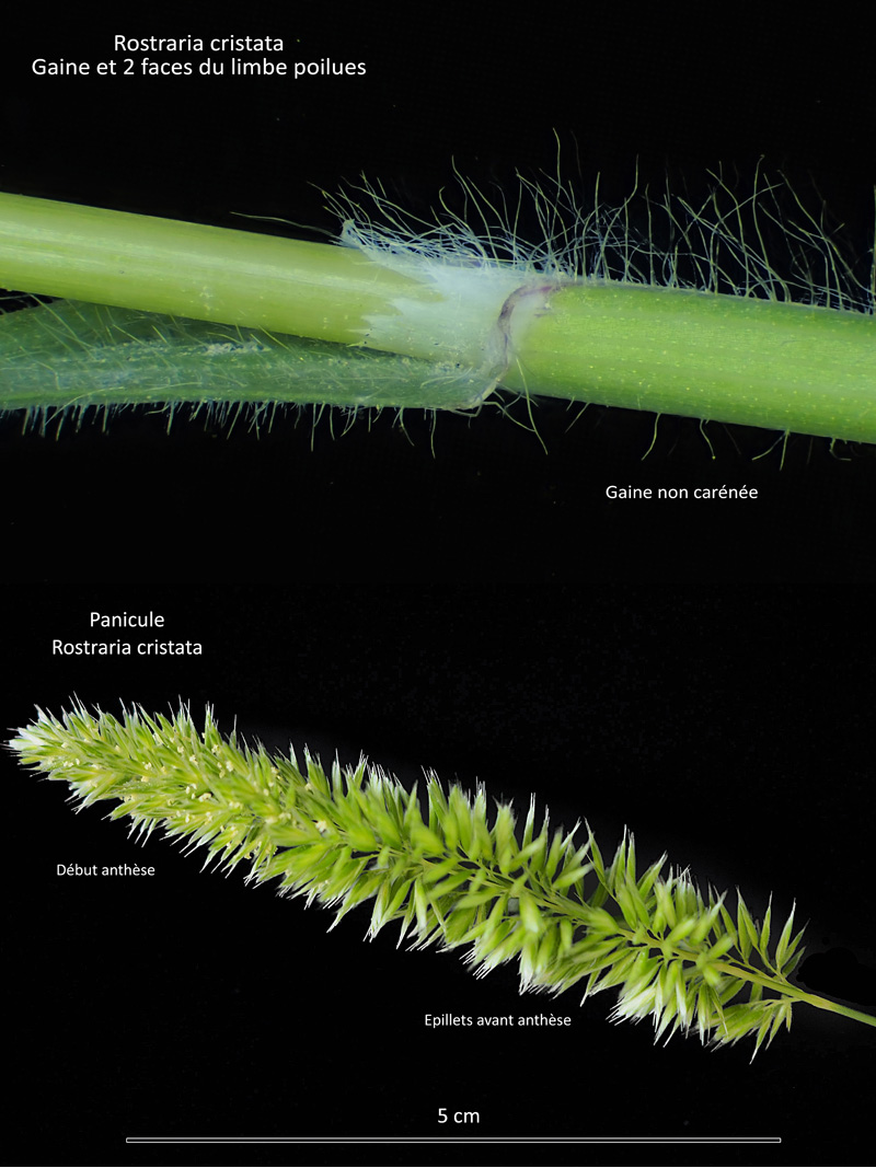 Rostraria cristata (L.) Tzvelev – Keulérie à crêtes #67035