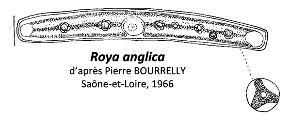 Roya anglica G. S. West in Hodgetts, 1920 #80951