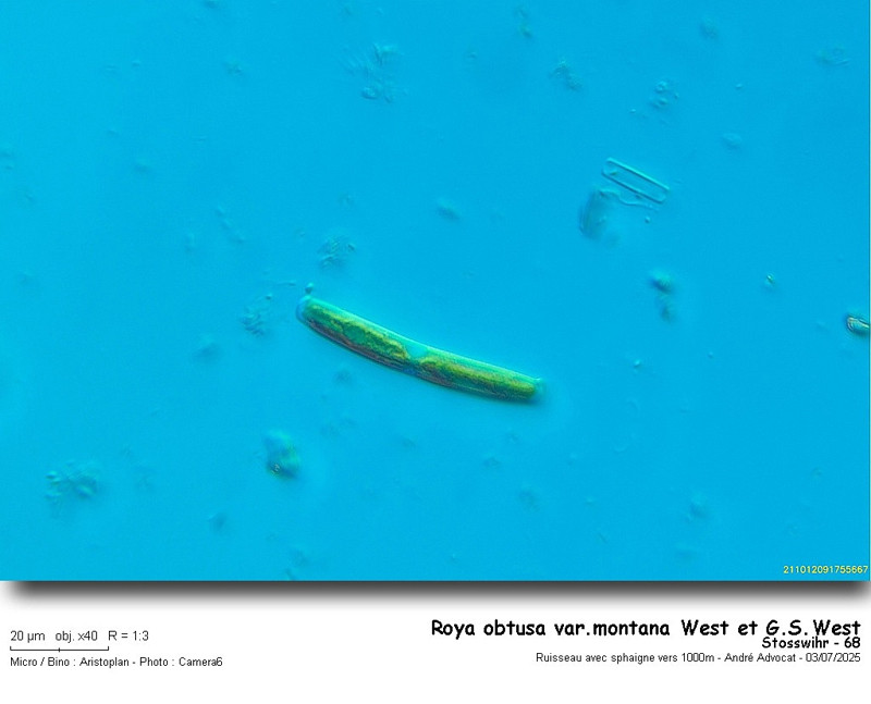 Roya obtusa (Brébisson) West & G.S. West, 1896 #82829