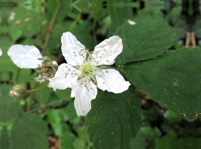 Rubus fruticosus - Ronce des bois #31854