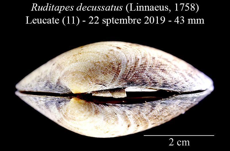 Ruditapes decussatus #63137