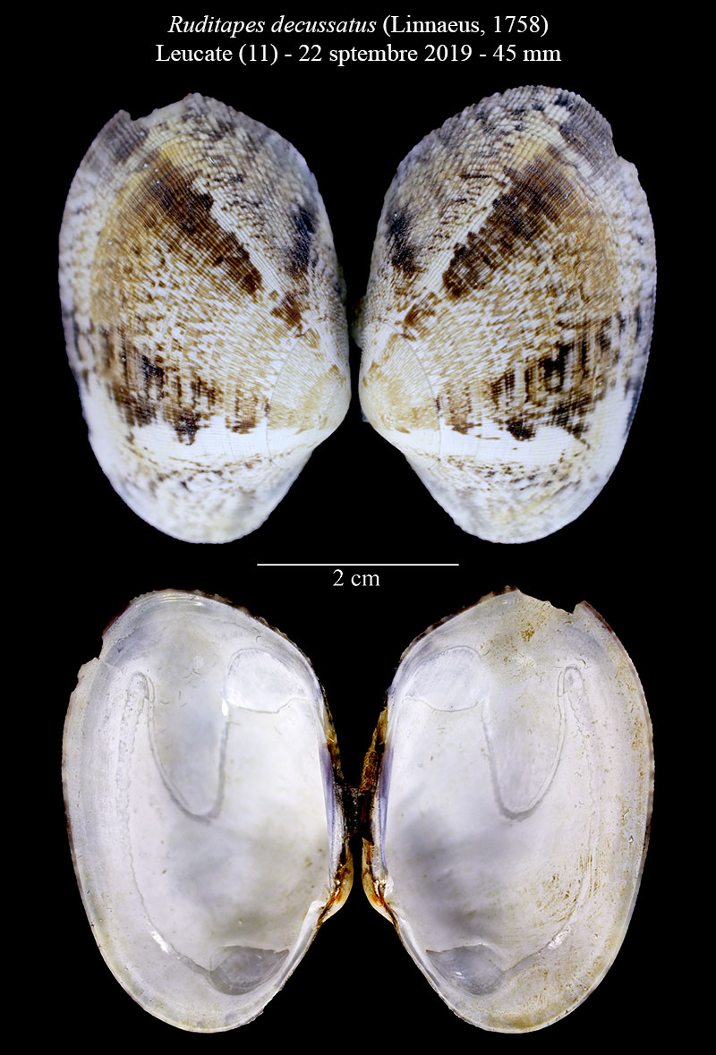 Ruditapes decussatus #63138