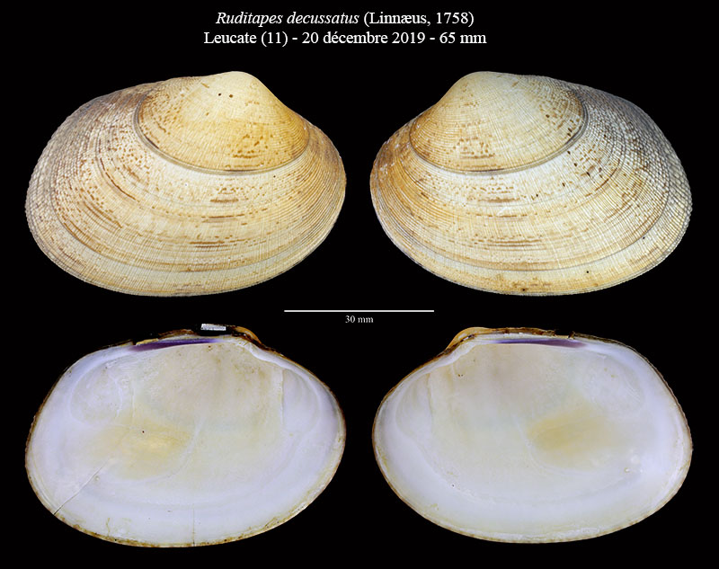 Ruditapes decussatus #63139