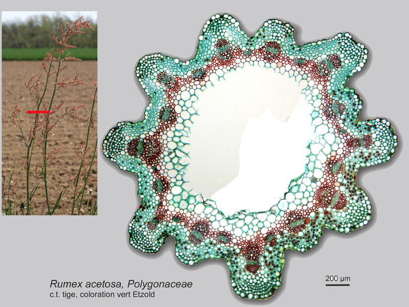 Rumex acetosa histologie, histology. #21704