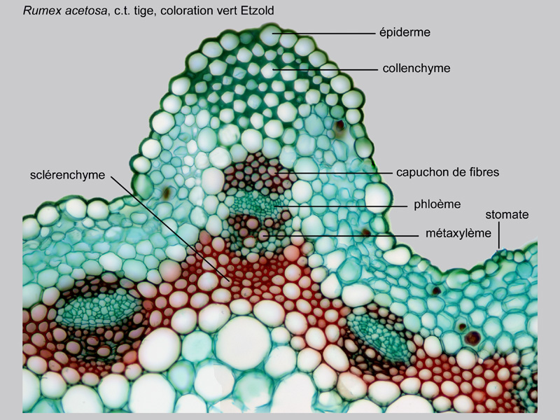 Rumex acetosa histologie, histology. #21705