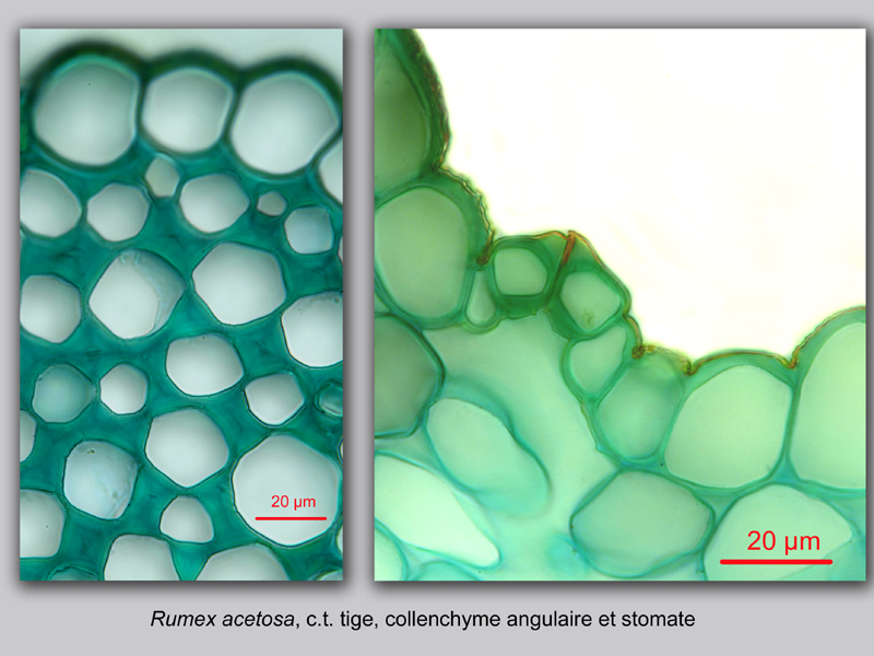 Rumex acetosa histologie, histology. #21706