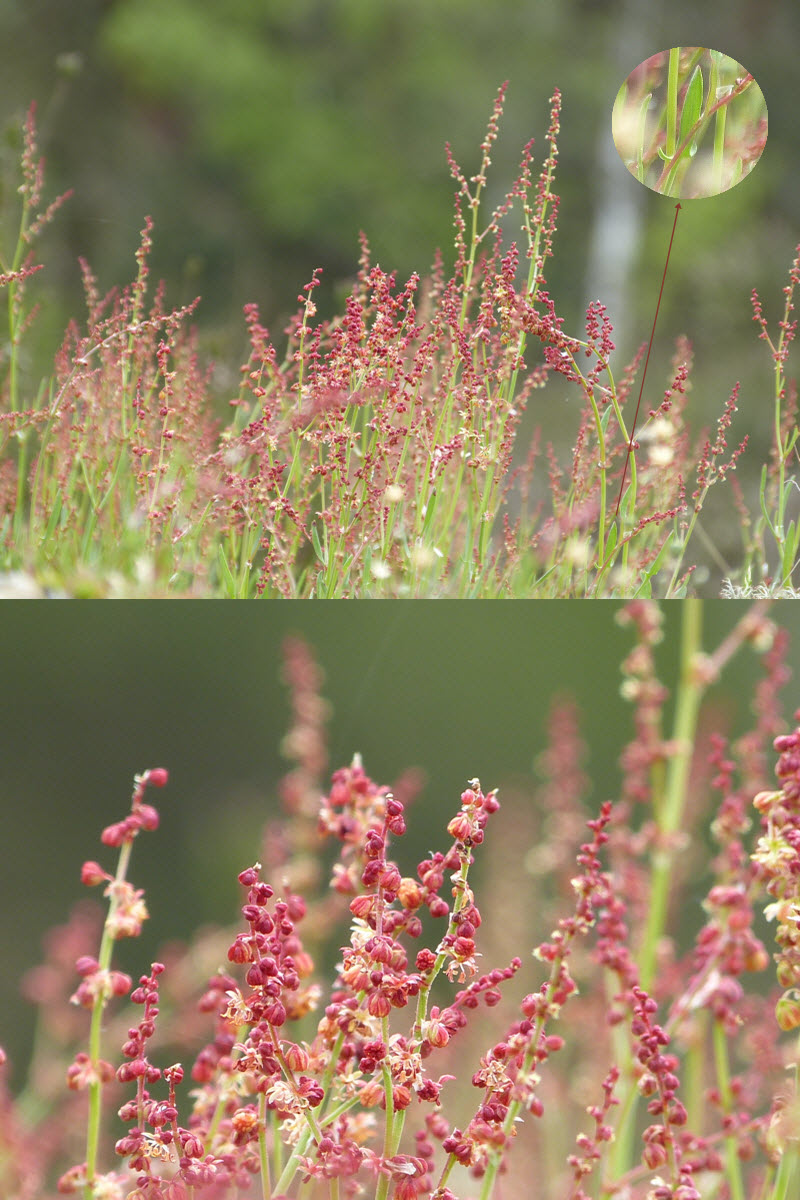 Rumex acetosella L. - Fleurs mâles #30943