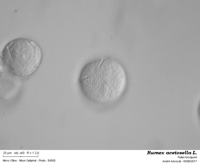 Rumex acetosella L. #50137