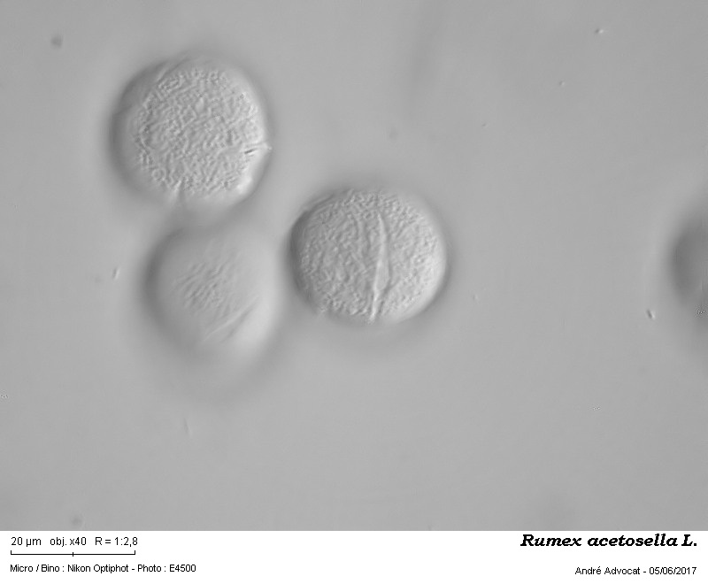 Rumex acetosella L. #50136
