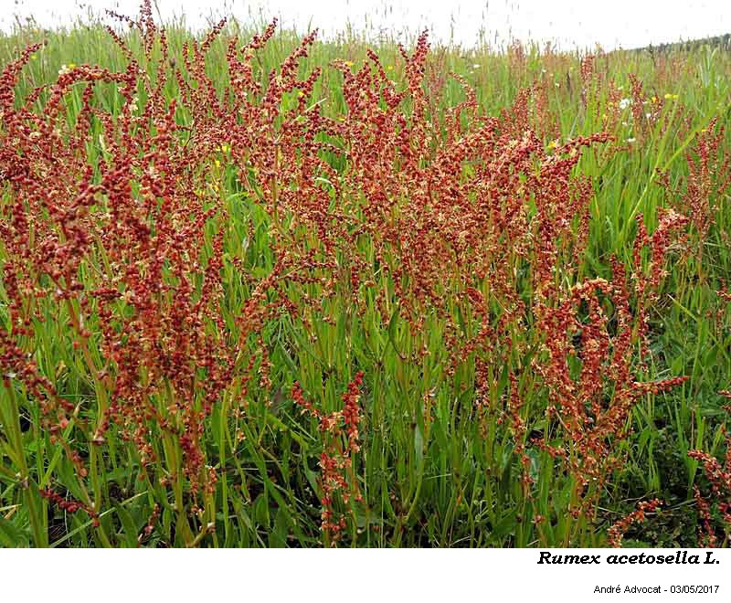 Rumex acetosella L. #50129