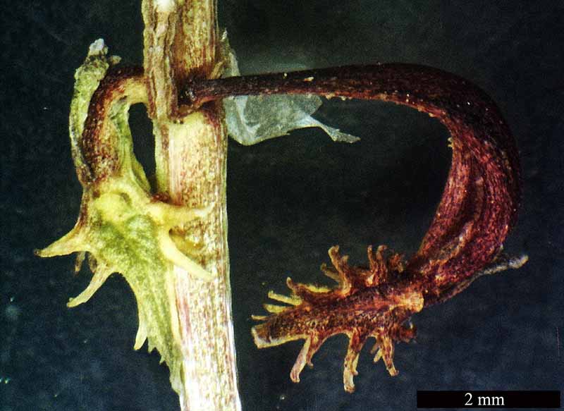 Rumex bucephalophorus #50150
