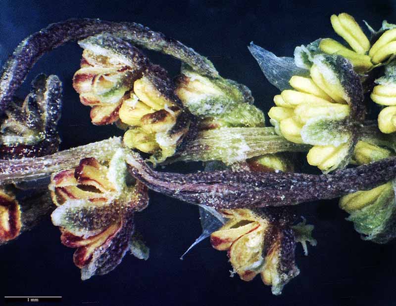 Rumex bucephalophorus #50149