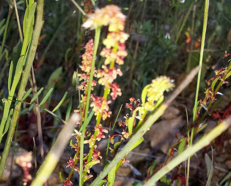 Rumex bucephalophorus #50146
