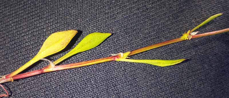 Rumex bucephalophorus #50145