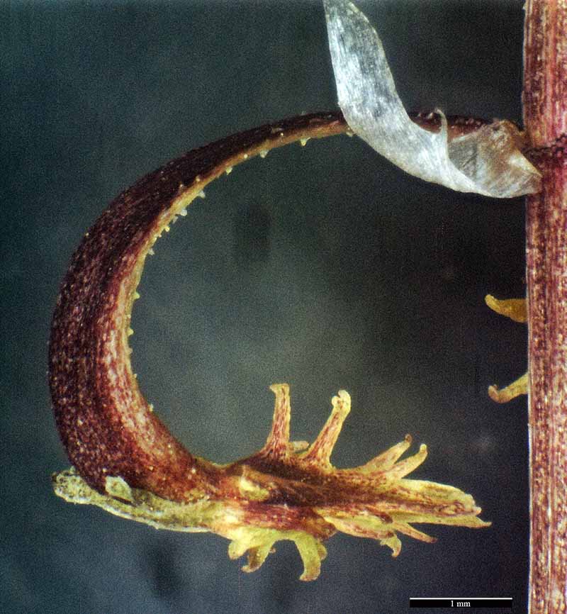 Rumex bucephalophorus #50151