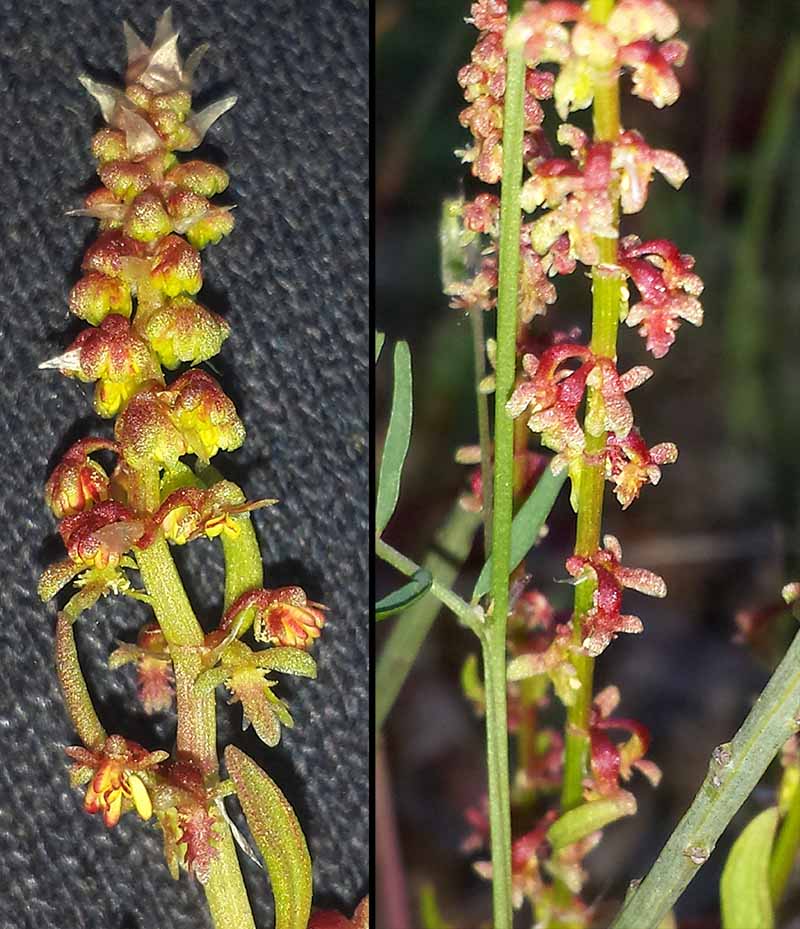 Rumex bucephalophorus #50147