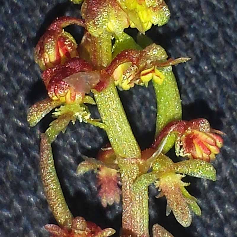 Rumex bucephalophorus #50167