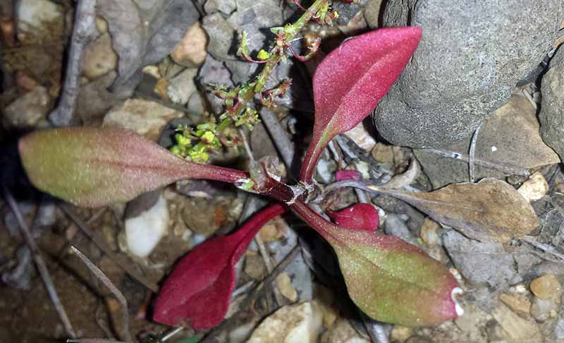 Rumex bucephalophorus #50144
