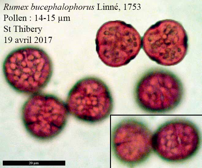 Rumex bucephalophorus #50169