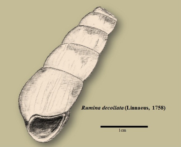 Rumina decollata (Linnaeus, 1758) #30415