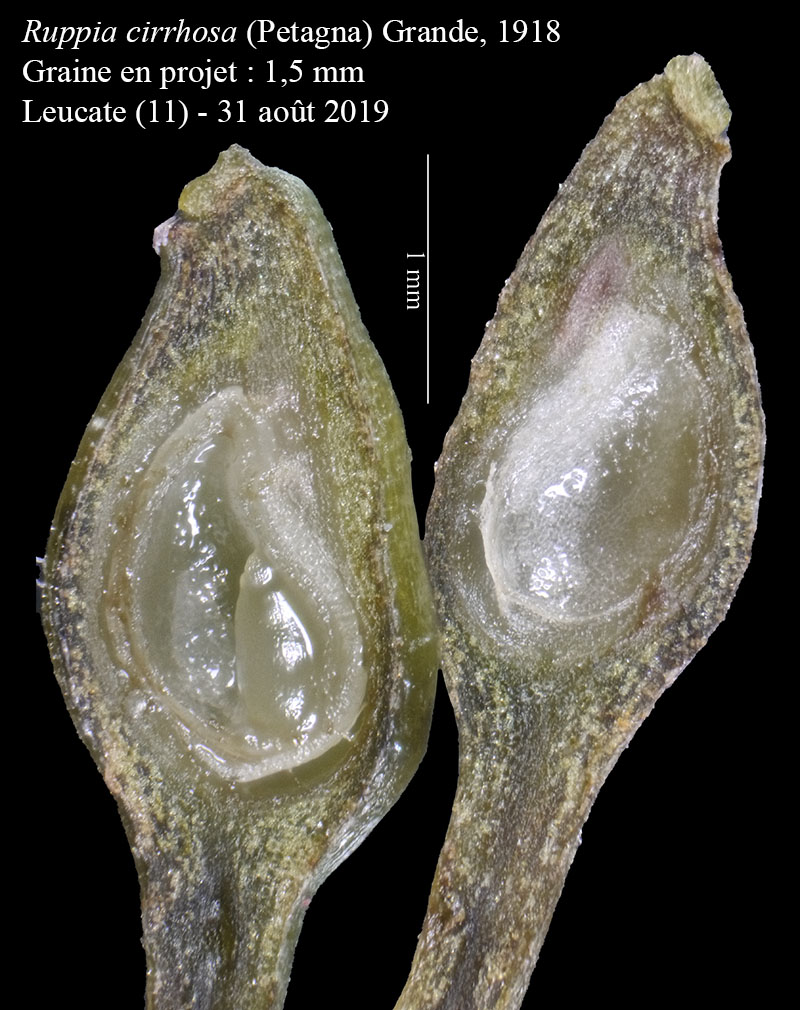 Ruppia cirrhosa (Petagna) Grande, 1918 #60444