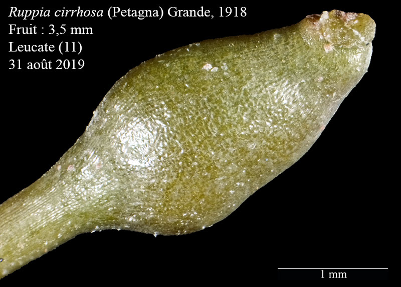 Ruppia cirrhosa (Petagna) Grande, 1918 #60443